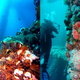 Image for article titled The Plan to Turn Our Aging Oil Rigs Into Skyscraper-Sized Reefs